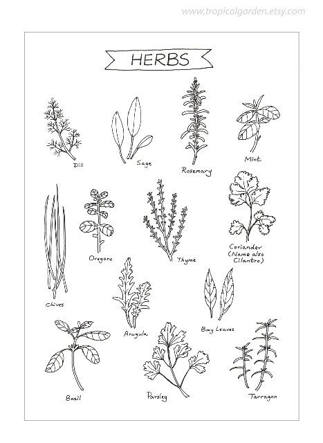 Amazon Com Botanical Prints Amazon Com Botanical Prints