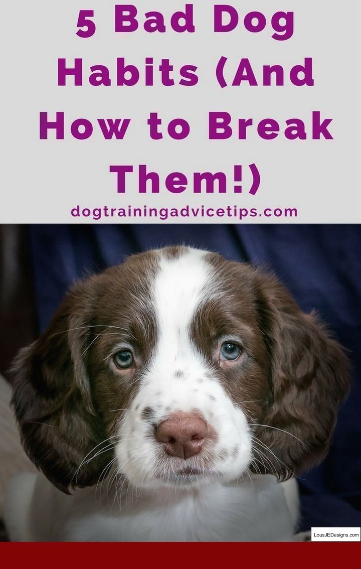 Dog Training Tips For Doberman And Pics Of How To Train A Deaf Dog