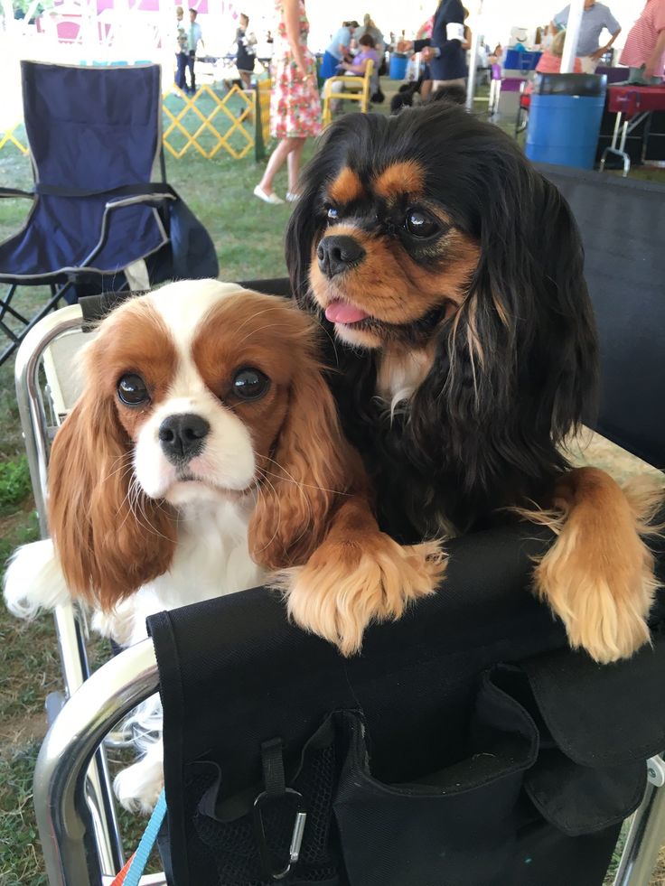 Best 25 Puppy classes ideas on Pinterest puppy classes