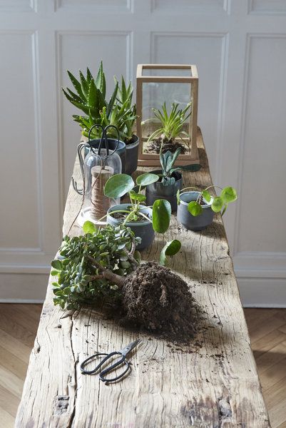 542 besten \WOHNEN Bilder auf Pinterest Zimmerpflanzen - einrichtung mit exotischer deko altbau 542 besten \WOHNEN Bilder auf Pinterest Zimmerpflanzen - einrichtung mit exotischer deko altbau
