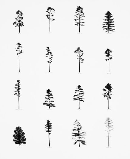 top three trees for huron pines