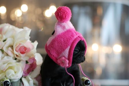 teacup pugs for sale in pennsylvania de 25 bedste id 233 er inden for teacup pug p 229 babymopper moppehvalpe og teacup pugs for sale in pennsylvania de 25 bedste id 233 er inden for teacup pug p 229 babymopper moppehvalpe og