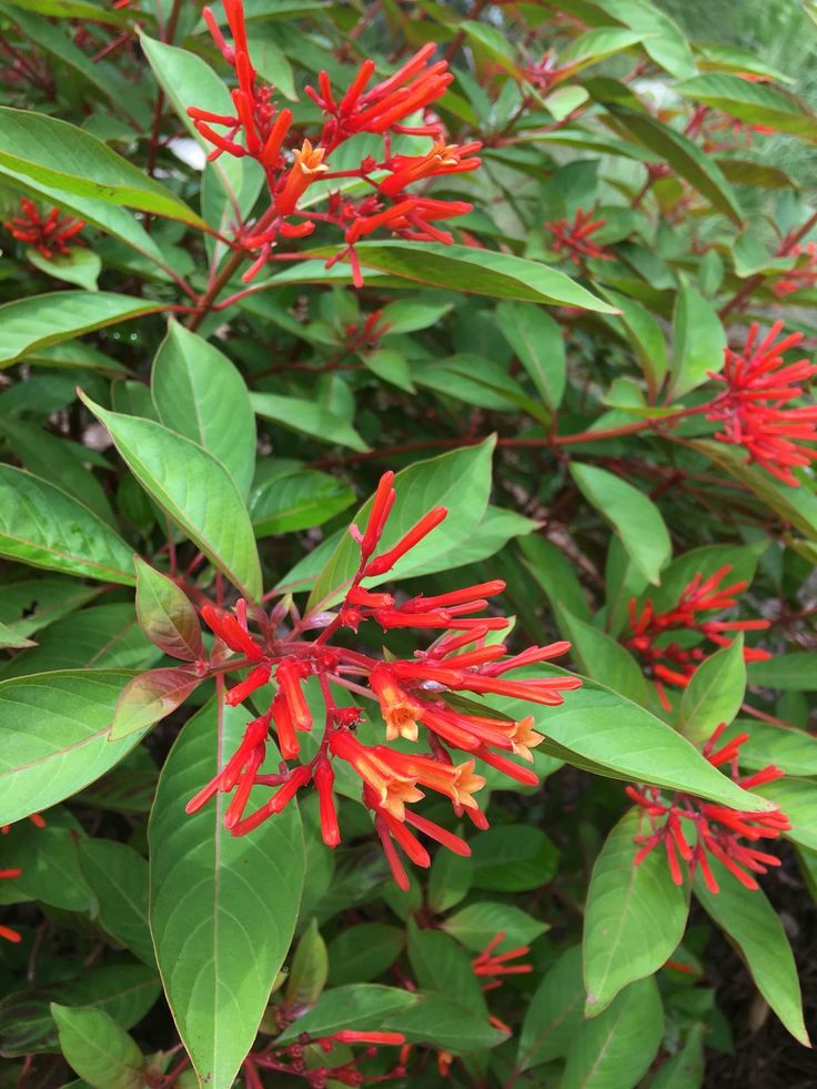 FL native firebush | Flowers, Garden, Plants