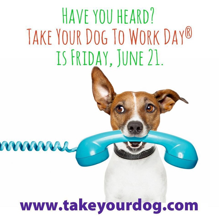 How Was Your Day Dog How Was Your Day Dog