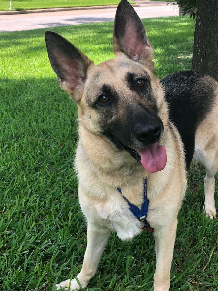 Pin By Lani S Lucky Shepherds Of Houston A German Shepherd Dog
