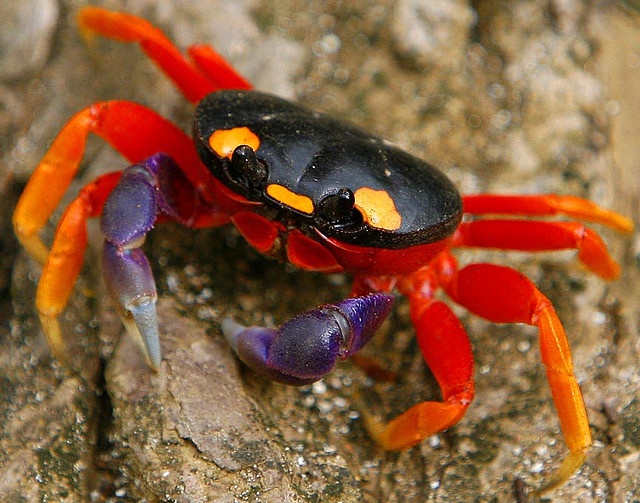 Animals And Insects From Which We Get Food Animals And Insects From Which We Get Food
