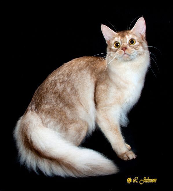 Somali Cat Toronto