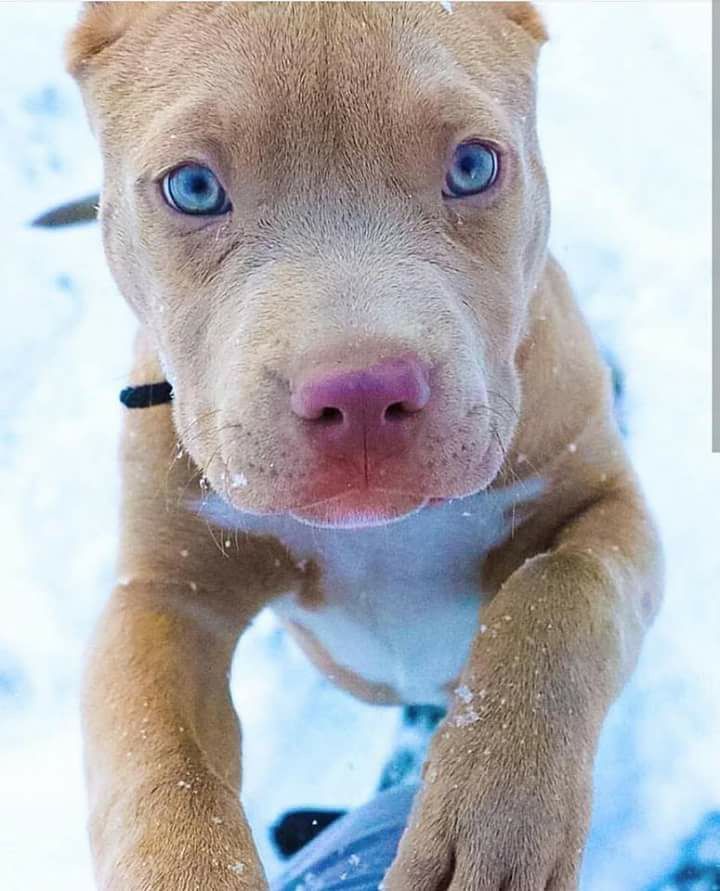 Pretty Pitty Pitbullpictures Pitbull Puppies Cute Animals