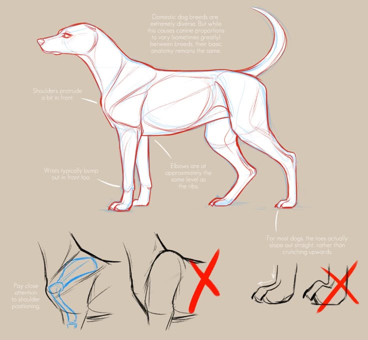 Pin by TooMinute on Animal Tutorial | Animal drawings, Dog anatomy