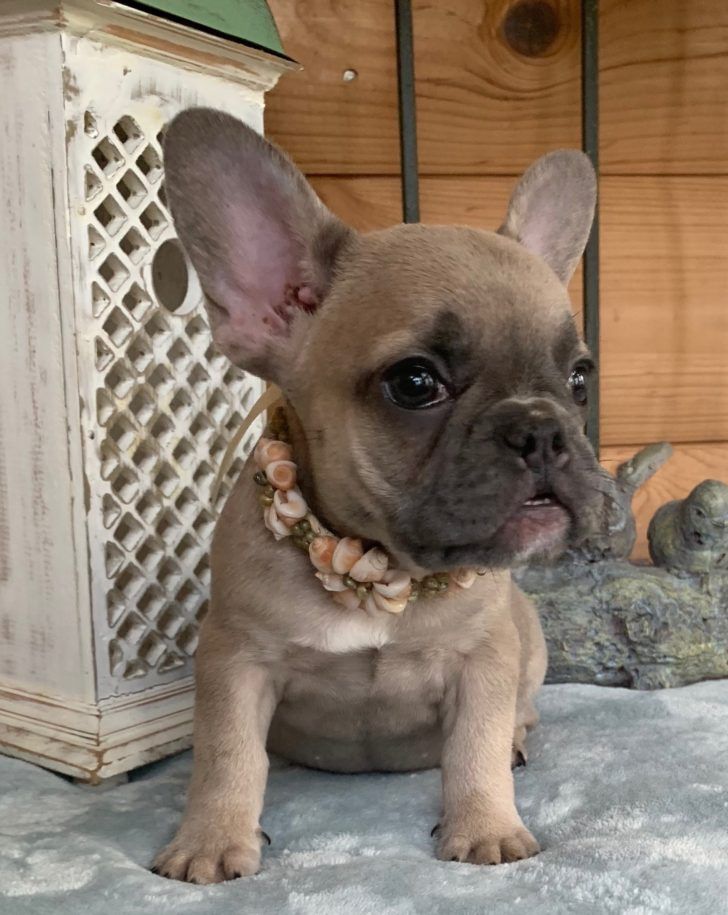 The Domestic Dog Blue French Bulldog Sold Izzy Blue Fawn French