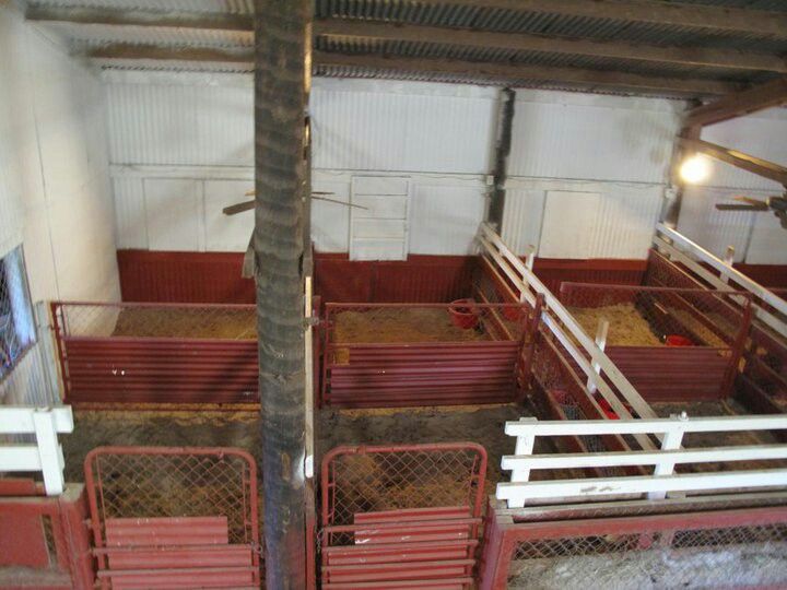 Kidding Pens Goat Barn Sheep Farm Pygmy Goat kidding-pens-goat-barn-sheep-farm-pygmy-goat