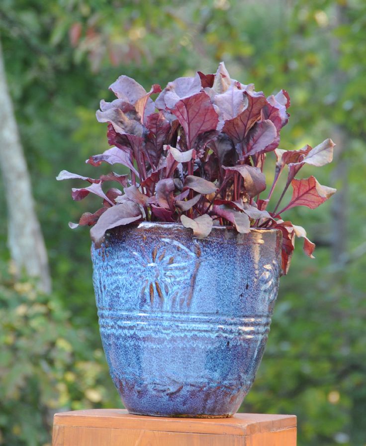 49 best Herbs & Veggies in Container Gardens images on Pinterest Who ever thought beets could look this good Learn how to grow ve ables that look great on your patio from the book "Easy Container bos Ve ables