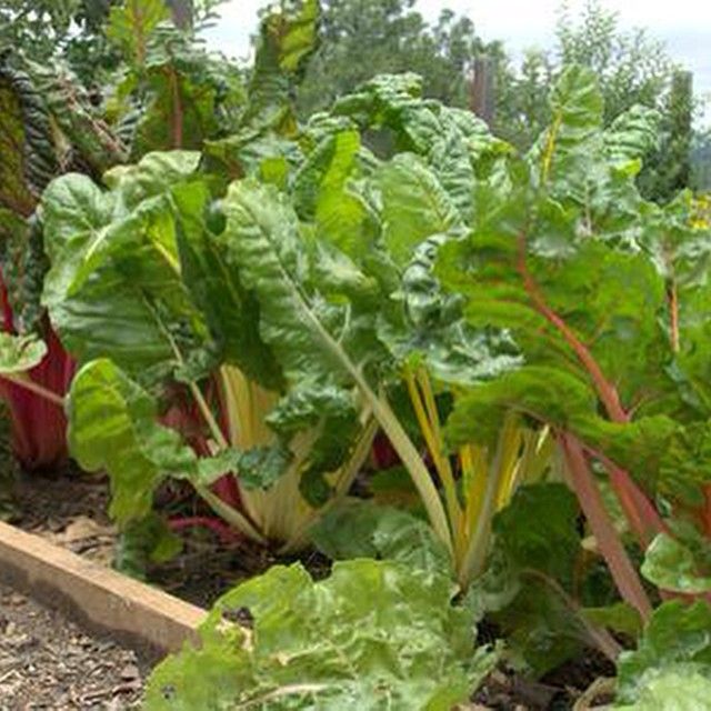 Vegetable Garden Ideas For Spring 137 best my vegetable garden images on pinterest | allen smith Vegetable Garden Ideas For Spring 137 best my vegetable garden images on pinterest | allen smith