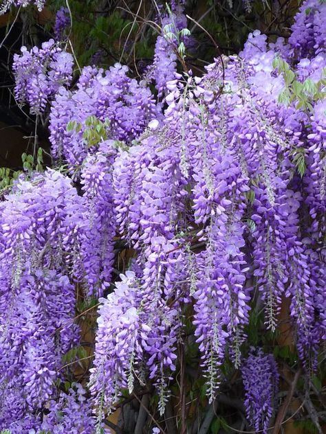 Die besten 25+ Wisteria sinensis Ideen auf Pinterest Blauregen - lila blumen bestimmen Die besten 25+ Wisteria sinensis Ideen auf Pinterest Blauregen - lila blumen bestimmen