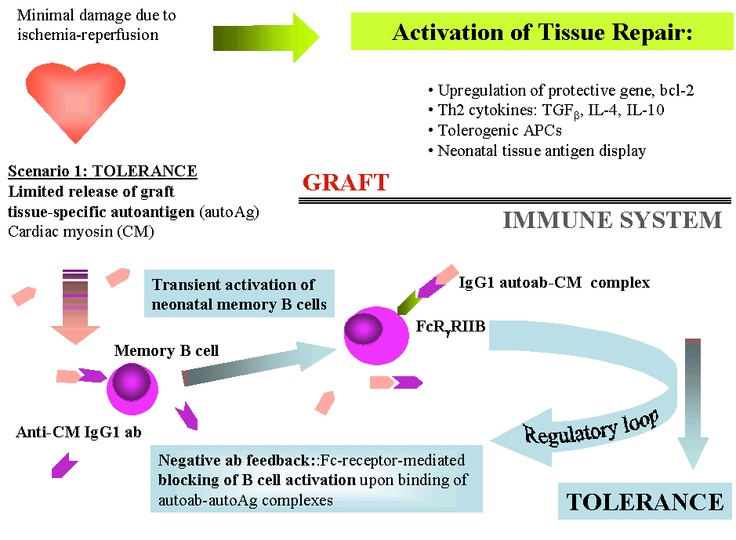 40 best immunopathology v transplantation and immune mediated organ organ rejection