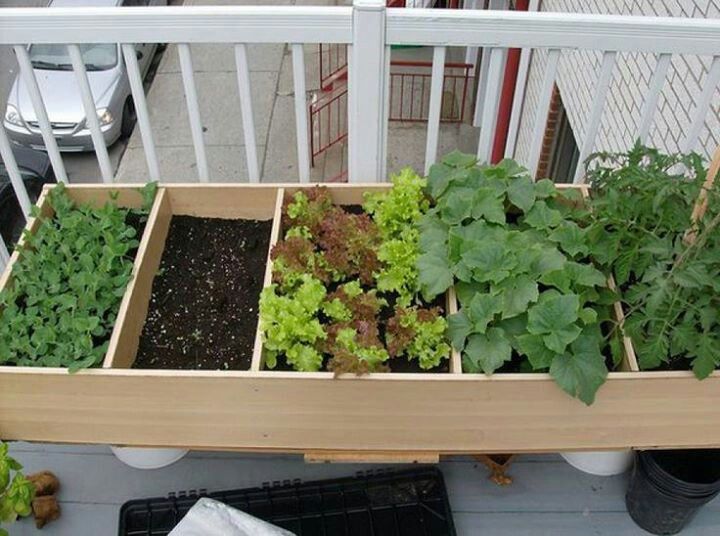 Vegetable Garden Ideas For Apartments best 25+ apartment patio gardens ideas on pinterest | patio Vegetable Garden Ideas For Apartments best 25+ apartment patio gardens ideas on pinterest | patio