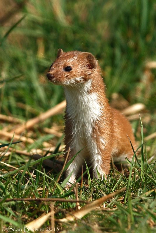 Weasel Mustela Nivalis Animals Wild Cute Animals Animals Beautiful Weasel Mustela Nivalis Animals Wild Cute Animals Animals Beautiful