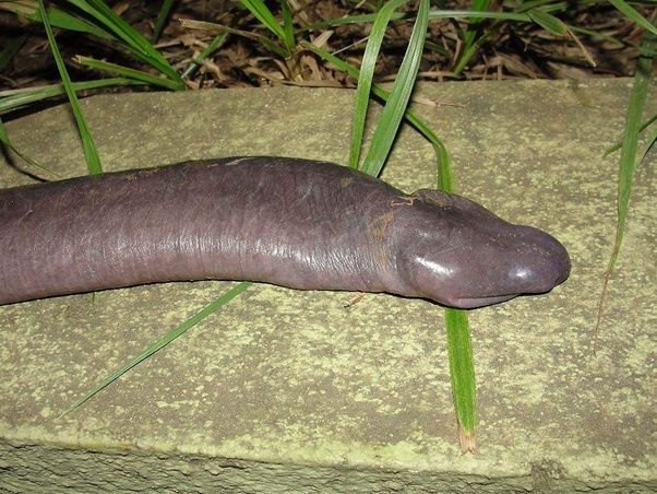 Home Quora Amphibians Rare Species Weird Birds