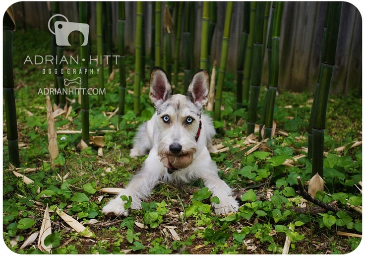 How To Breed Schnauzer Dogs How To Breed Schnauzer Dogs