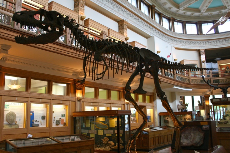 What Fossils Were Removed From The Museum Of Natural History What Fossils Were Removed From The Museum Of Natural History