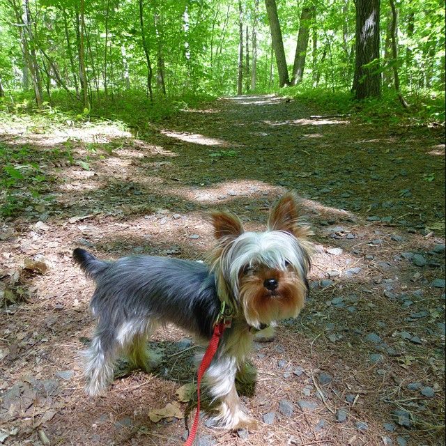 Image result for yorkie park