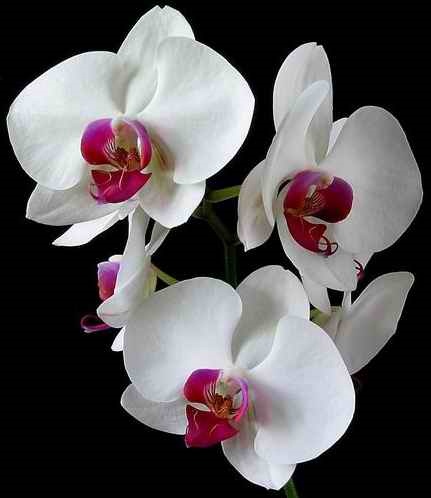 87 Best Flower Meanings Images On Pinterest Flowers Beautiful Orchid Flower Meaning Love Beauty Refinement Beautiful Lady Chinese Symbol For Many