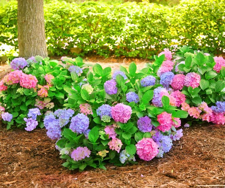 Die besten 25+ Hortensien kaufen Ideen auf Pinterest Pflanzen - abo mein schoner garten Die besten 25+ Hortensien kaufen Ideen auf Pinterest Pflanzen - abo mein schoner garten