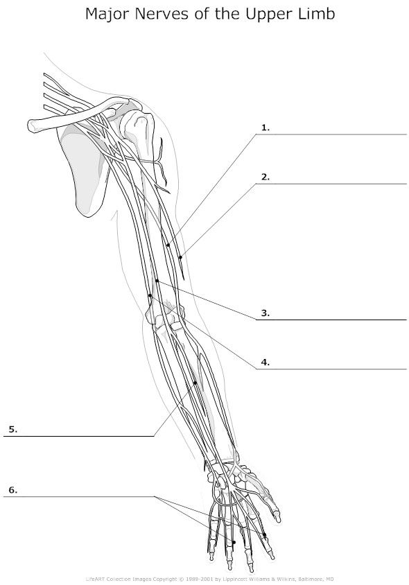 Major Nerves of the Upper Limb Unlabeled Example - SmartDraw | Medical