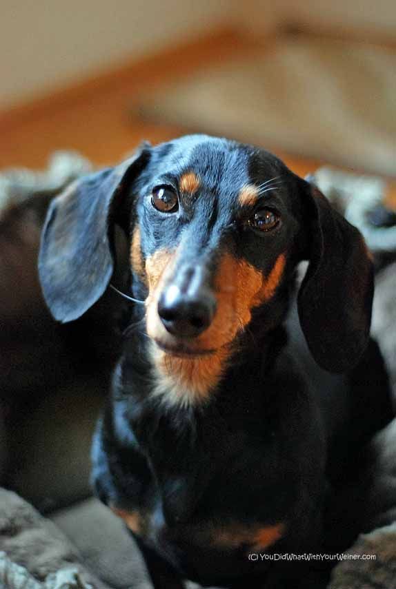 Pin By Kathy On Dachshund Wire Haired Dachshund Cute Dog