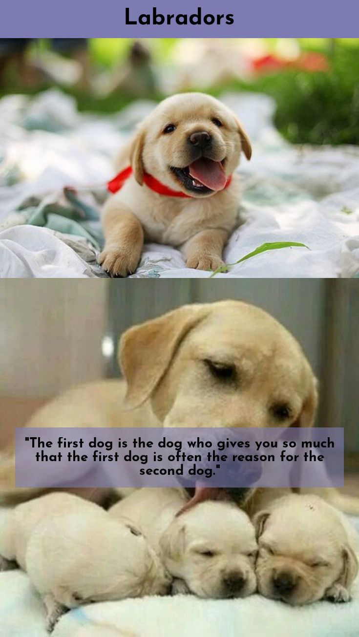 Labrador Retriever Intelligent And Fun Loving Labrador Dogs Labrador Retriever