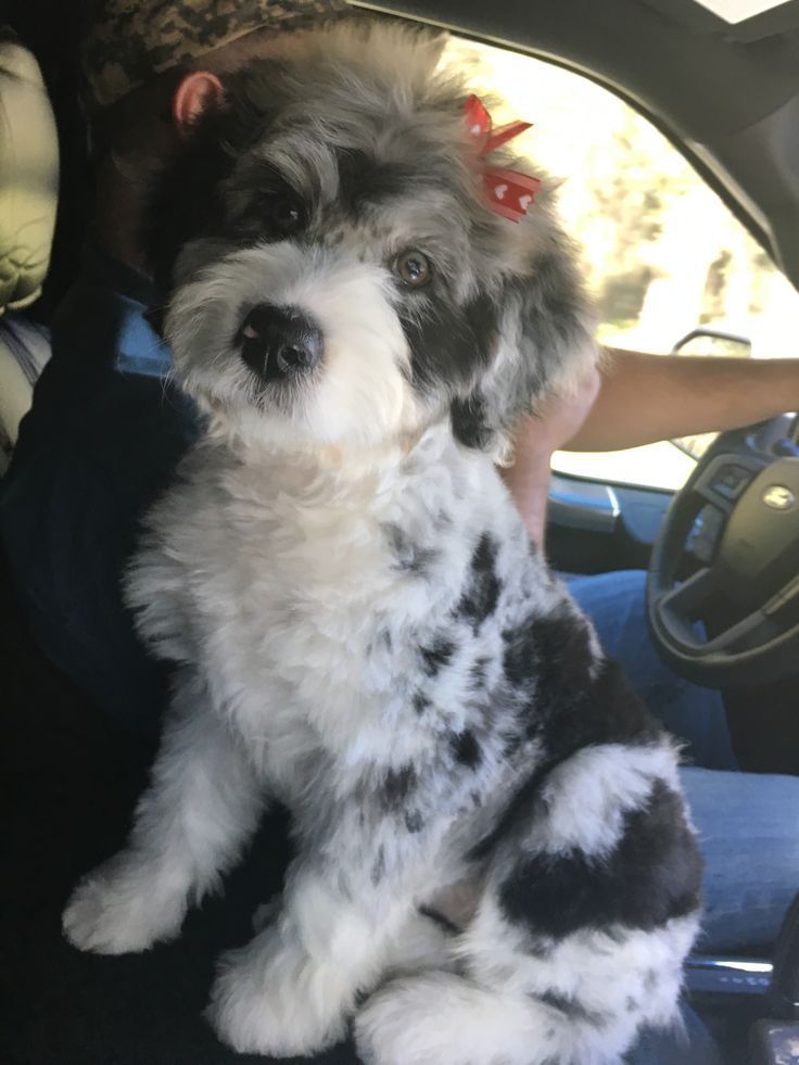 Paisley Blue Merle Aussiedoodle Puppy 11 Weeks Old Www