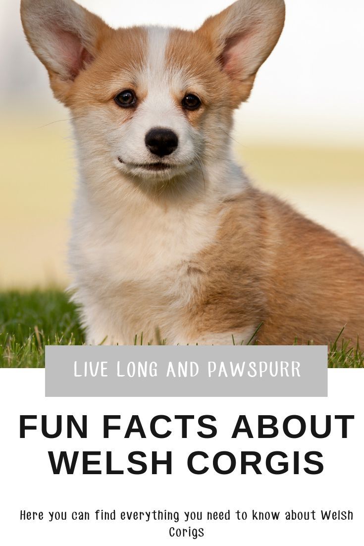 Everything You Need To Know About Welsh Corgis Corgi Facts