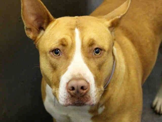 Adopt Aurora On Pitbull Terrier Terrier Mix Dogs Bull Terrier Mix