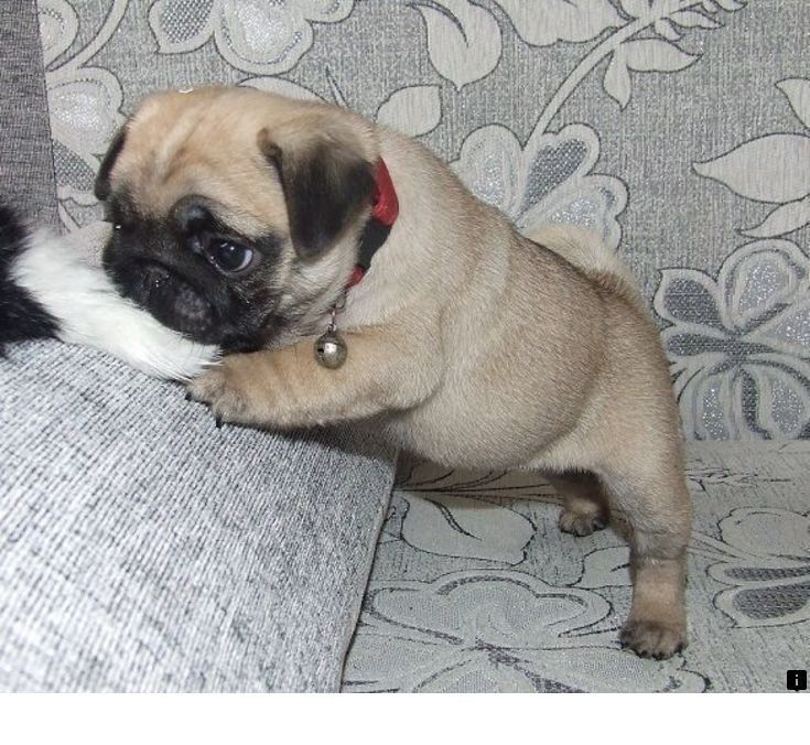 Read More About Pug Cross Puppies For Sale Check The Webpage To