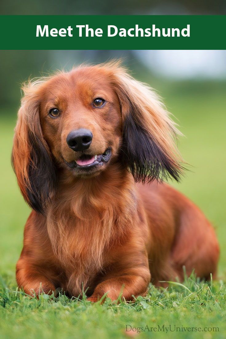 The Dachshund Breed Information Dachshund Breed Dachshund