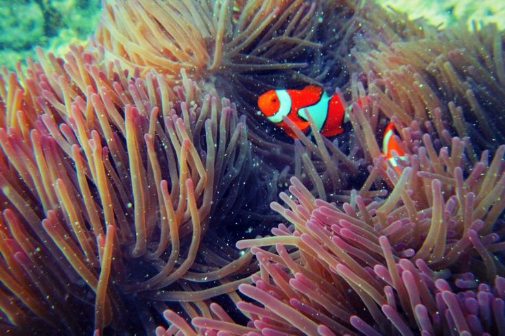 Peterpans Cairns Premier Reef Island Tours Peterpans Cairns Premier Reef Island Tours
