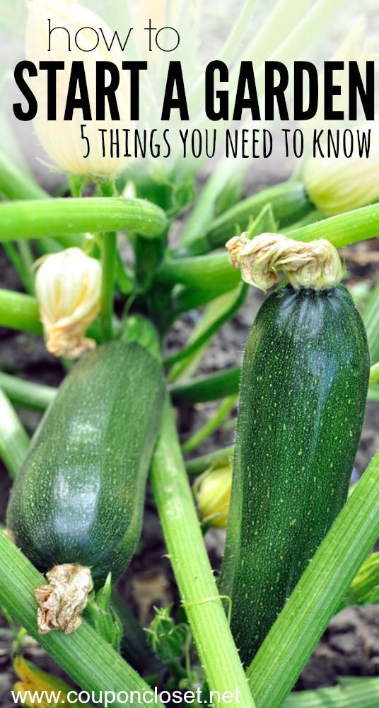 Vegetable Garden Ideas For Spring best 25+ spring vegetable garden ideas on pinterest | organic Vegetable Garden Ideas For Spring best 25+ spring vegetable garden ideas on pinterest | organic