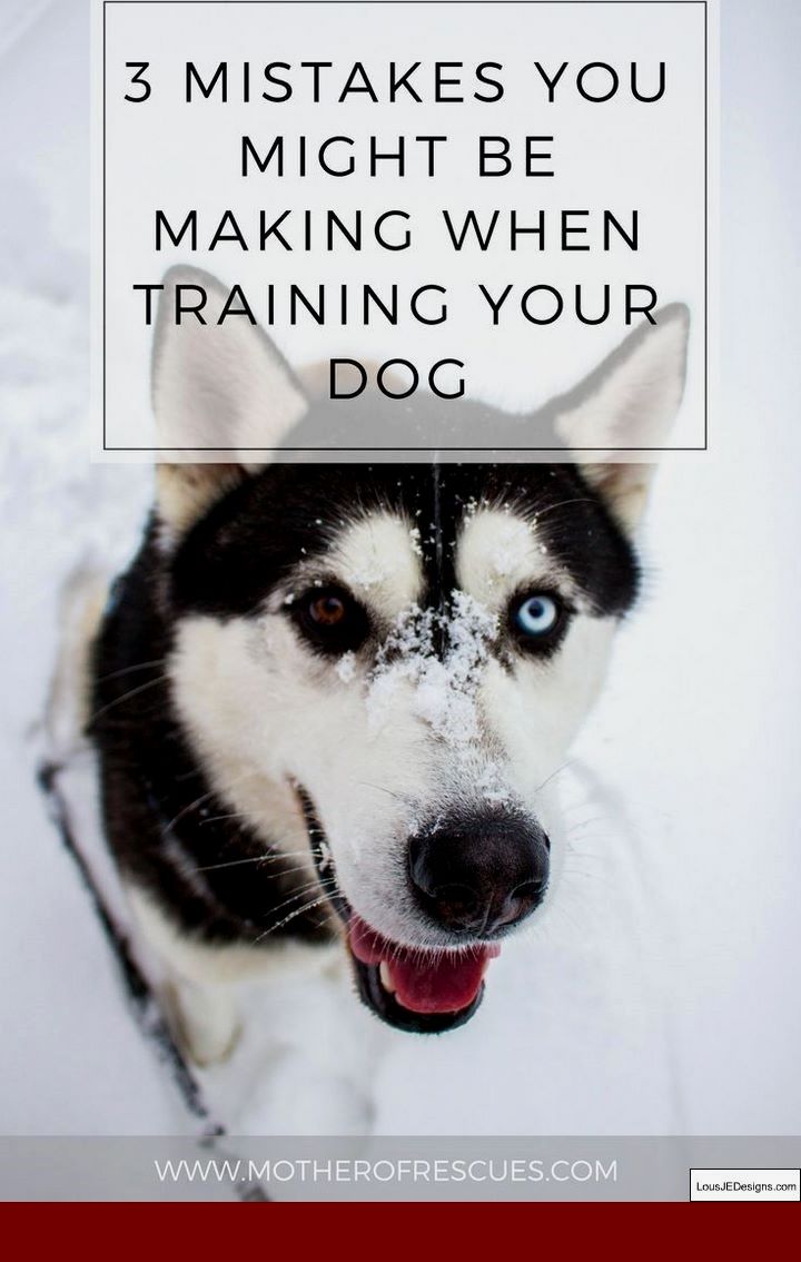 How To Train Your Dog To Bark To Go Outside And Pics Of How To