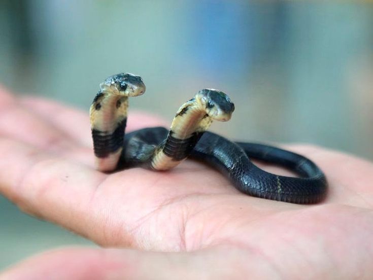 Cobra Is Listed or Ranked 2 On The List 20 Animals That Are Sometimes cobra-is-listed-or-ranked-2-on-the-list-20-animals-that-are-sometimes