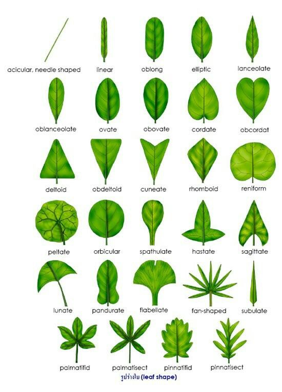 leaf guide with pictures leaf guide with pictures