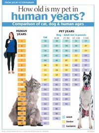 Years Old In Dog Years Years Old In Dog Years