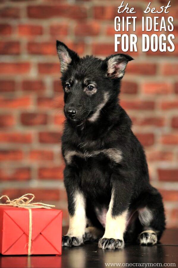 20 Dog Gift Ideas The Best Dog Gifts They Will Love With Images 20-dog-gift-ideas-the-best-dog-gifts-they-will-love-with-images