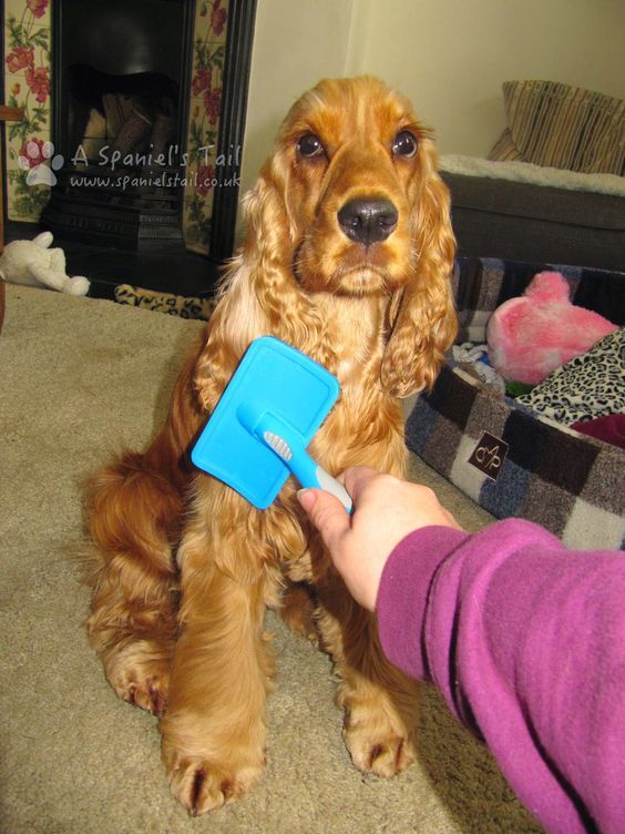 Top 10 Tips For Brushing Your Dog And Dealing With Mats Can Dogs