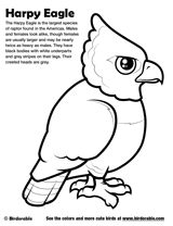 Free Coloring Pages with Cute Cartoon Birds by Birdorable Eagle
