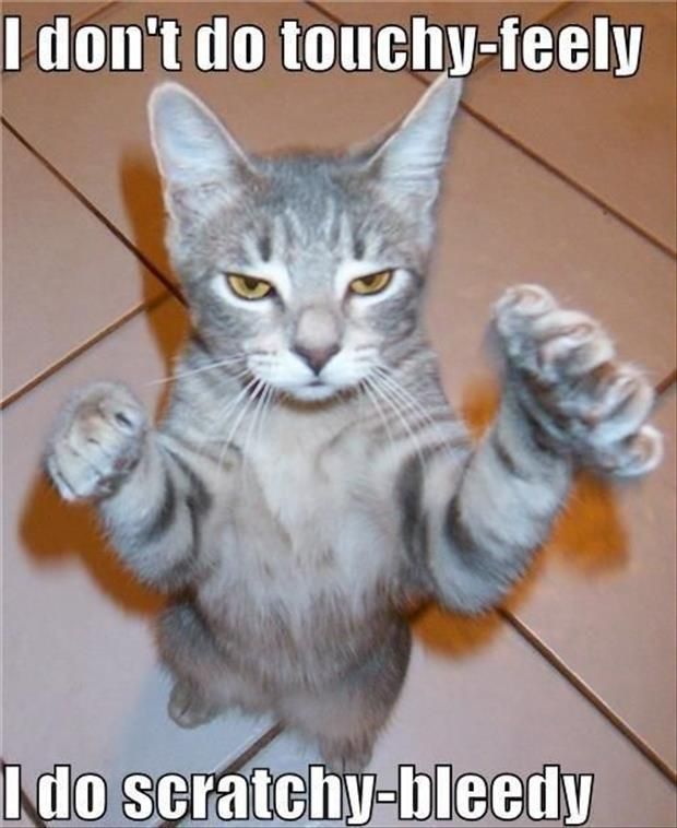 Cat Video Knocking Stuff Off Desk Cat Video Knocking Stuff Off Desk