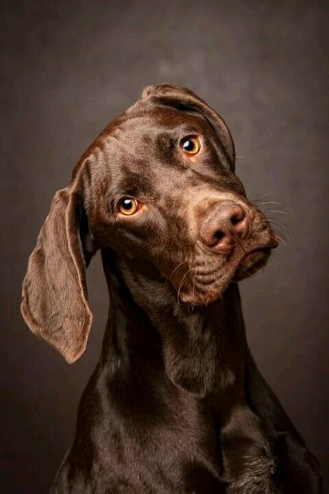 il contatto con le donne marocchine a barcellona cerco ragazza weimaraner il contatto con le donne marocchine a barcellona cerco ragazza weimaraner