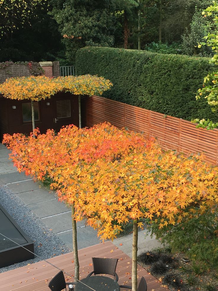 Ein kleiner Indian Summer für Zuhause Amberbäume Bahçeye dair - bodenbelag für küche Ein kleiner Indian Summer für Zuhause Amberbäume Bahçeye dair - bodenbelag für küche
