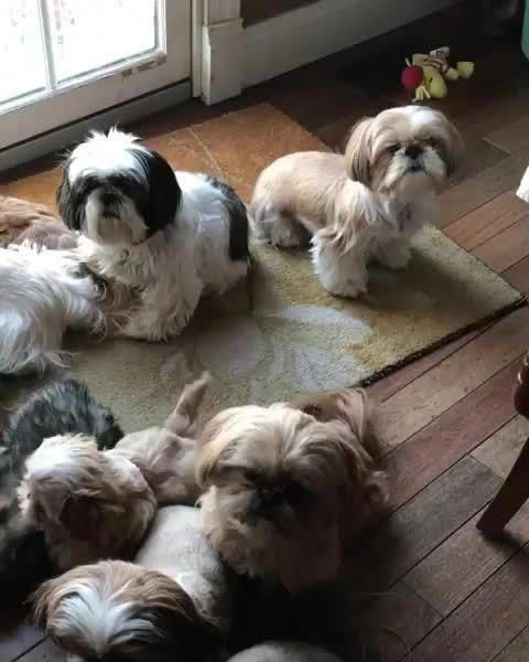 Everything We All Respect About The Energetic Shih Tzu