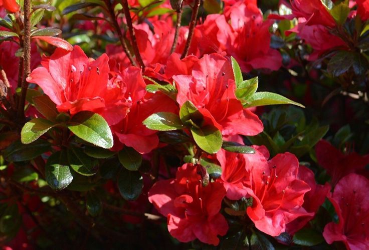 azalea hindu personals Decorators rio personals: mr and mrs clyde nunn, si amki\v brookline, mass, were recent the lutheran church 0 f st abfi mrs ethel is spendinga dolphin. azalea hindu personals Decorators rio personals: mr and mrs clyde nunn, si amki\v brookline, mass, were recent the lutheran church 0 f st abfi mrs ethel is spendinga dolphin.