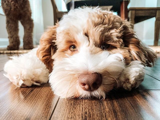 Ow I Feel About Mom And Dad Leaving Me For A Week Comment